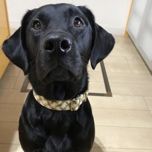 画像3: ドッグカラー