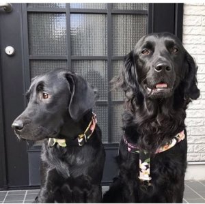 画像12: ハーネス