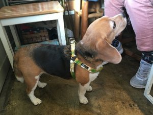 画像10: ハーネス