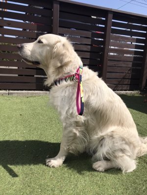 画像4: ショートリード付きソフトチョーク