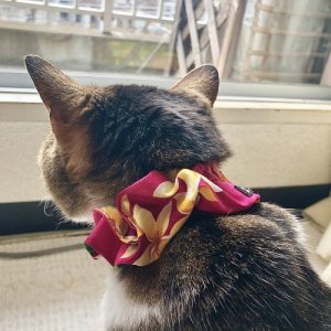 画像2: キャット＆小型犬用シュシュ