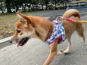 画像6: ハーネスのオーダー