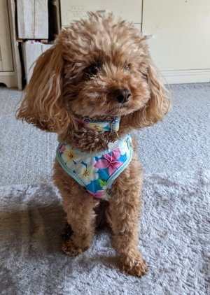 画像4: ハーネスのオーダー