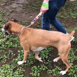 画像7: ドッグランリード