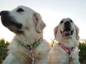 画像4: ソフトチョーク