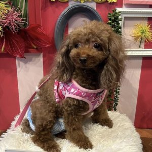 画像9: ハーネスのオーダー