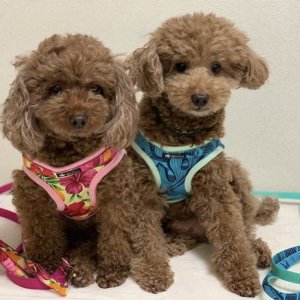 画像14: ハーネスのオーダー