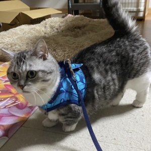 画像13: ハーネスのオーダー