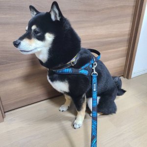 画像10: ハーネスのオーダー