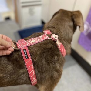 画像8: ハーネスのオーダー