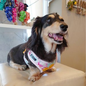 画像5: ハーネスのオーダー