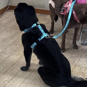 画像7: ハーネスのオーダー