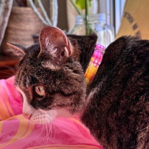 画像4: キャットカラー