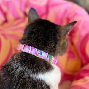 画像5: キャットカラー