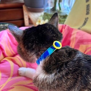 画像6: キャットカラー