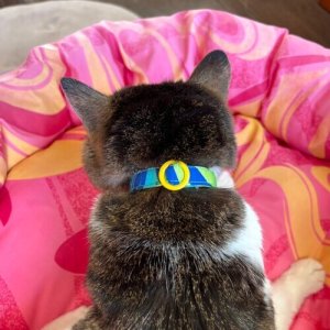 画像5: キャットカラー