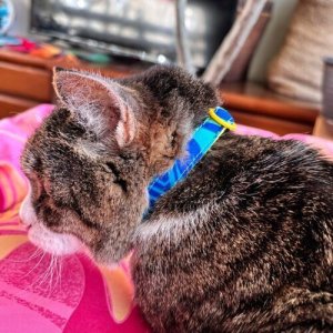 画像4: キャットカラー