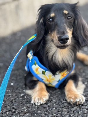 画像3: ハーネスのオーダー