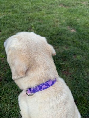 画像2: ドッグカラー