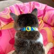 画像5: キャットカラー (5)