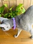 画像2: キャットカラー (2)