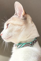 画像: キャットカラー