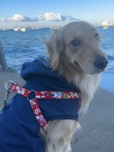 画像: ハーネス