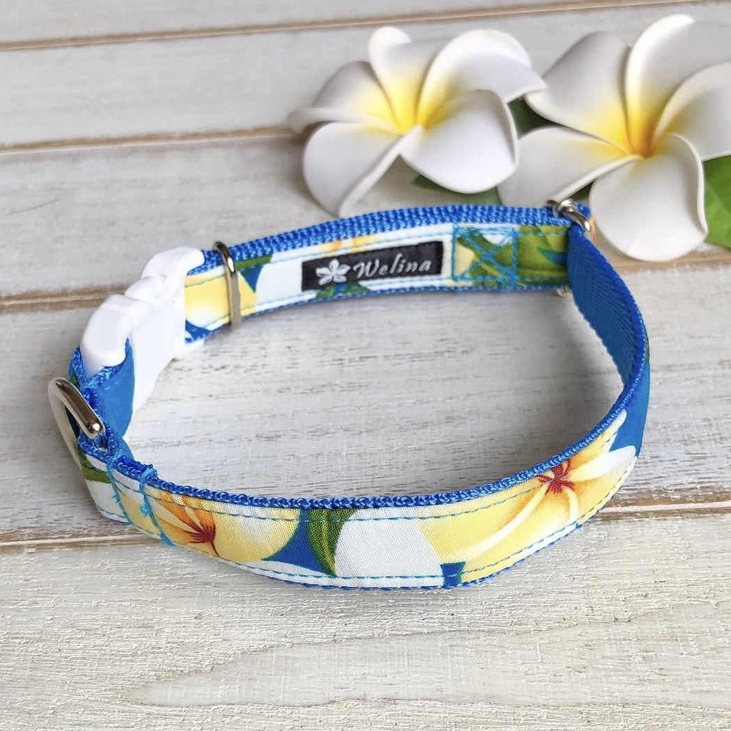 画像1: ドッグカラー (1)